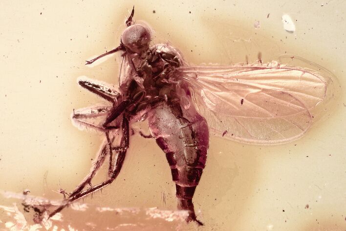 Detailed Fossil Long-Legged Fly (Dolichopodidae) in Baltic Amber #330702